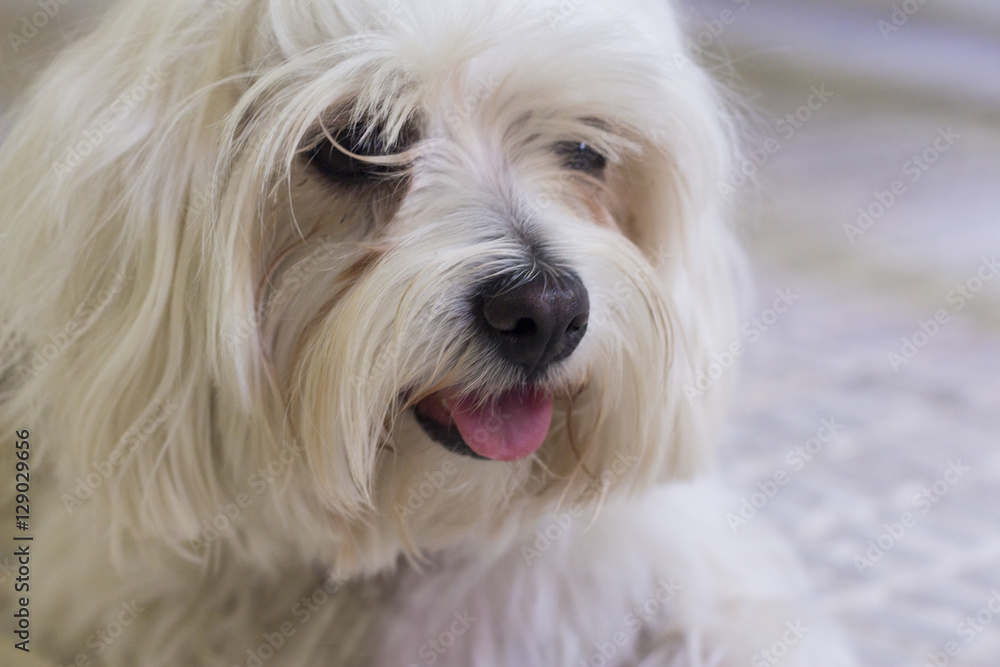 Bichon Maltese. Small white dog.