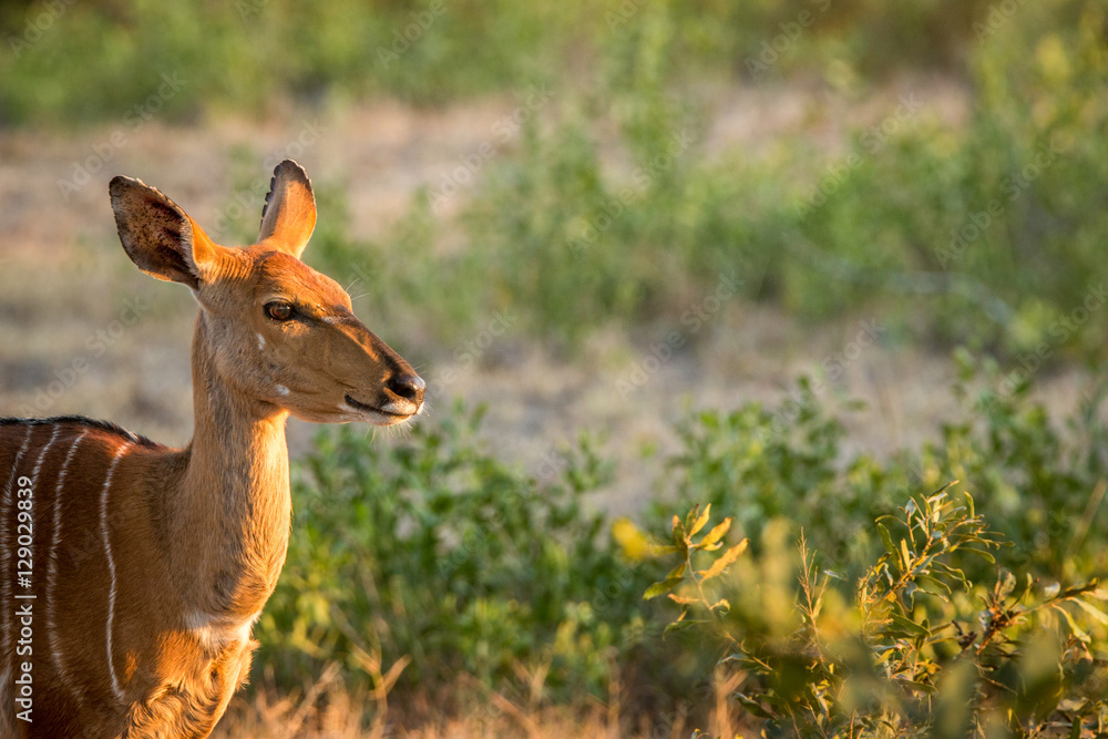 Female Kudu in the Kruger National Park, South Africa. Female Kudu in the Kruger National Park, South Africa.
