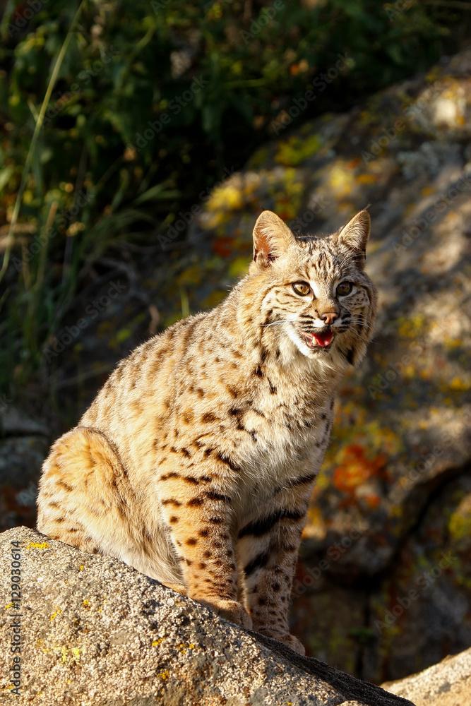 Fototapeta premium Bobcat sitting on a rock