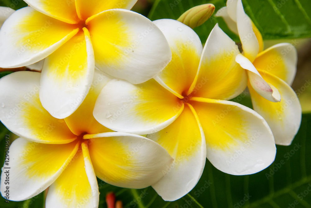 Fototapeta premium White and yellow plumeria flowers