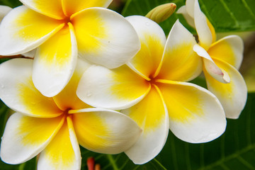 Keuken achterwand Frangipani Witgele plumeria bloemen samen  © donyanedomam