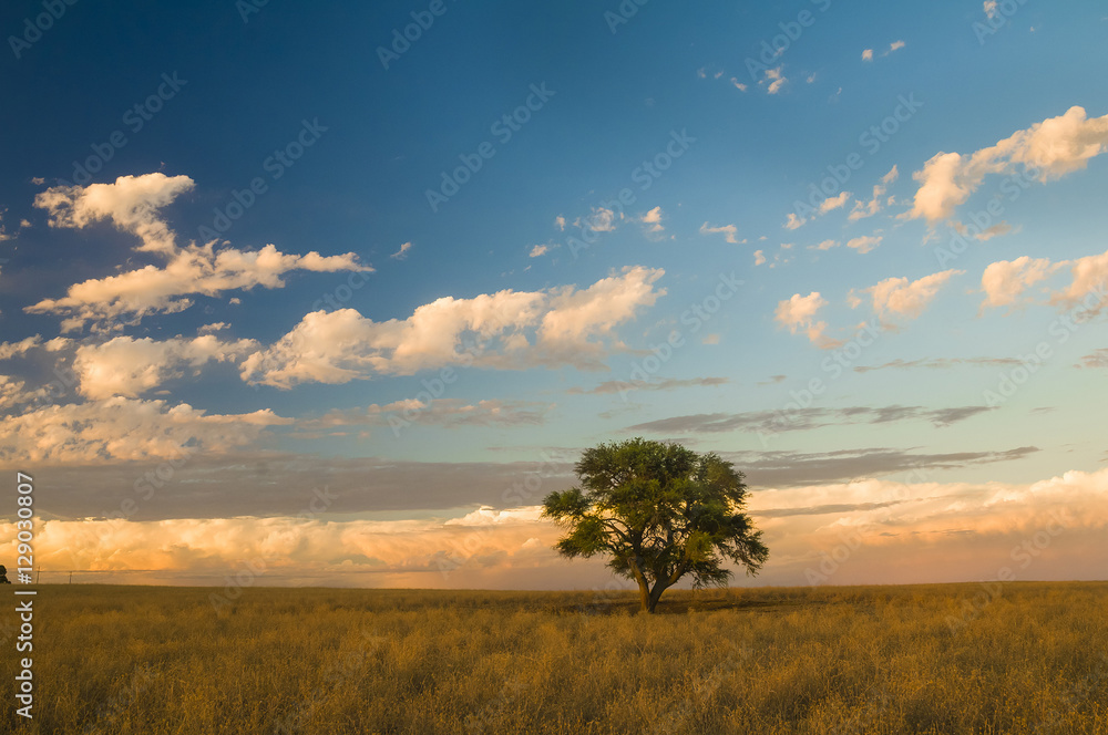 Pampas Landscape, La Pampa, Argentina Pampas Landscape, La Pampa, Argentina