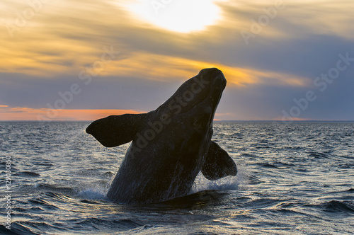 Right Whale, Patagonia , Argentina