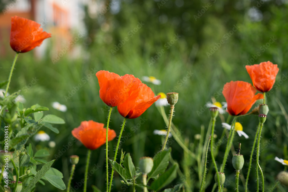Naklejka premium Red poppies on meadow. Slovakia