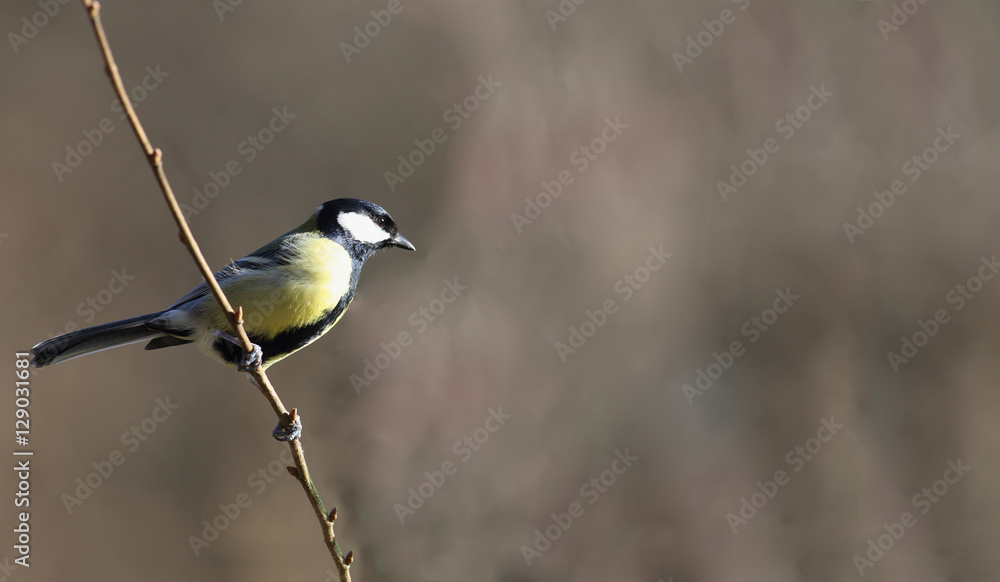 Obraz premium Small titmouse on a little twig