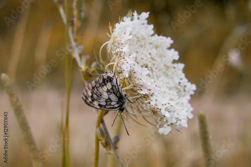 Butterfly on white flower. Slovakia © Valeria