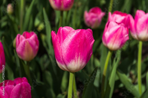 Pink tulips