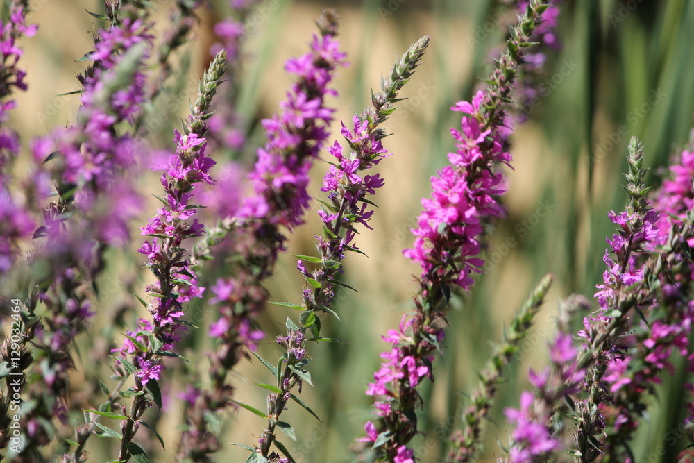 Obraz premium flowers