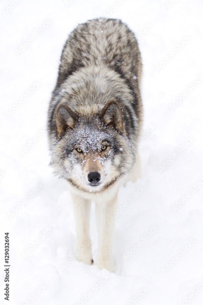Obraz premium A lone Timber wolf or Grey Wolf (Canis lupus) isolated on white background walking in the winter snow in Canada