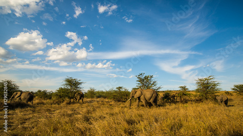 Sticker Herd of wild elephants rumble through acacia trees
