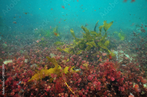 Fototapeta Naklejka Na Ścianę i Meble -  Colourful algae of temperate southern Pacific ocean scattered in turbid water above flat sandy bottom.