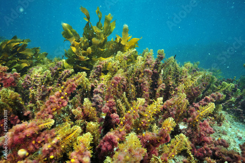 Mix of various colorful sea weeds of temperate southern Pacific ocean of flat rocky bottom.