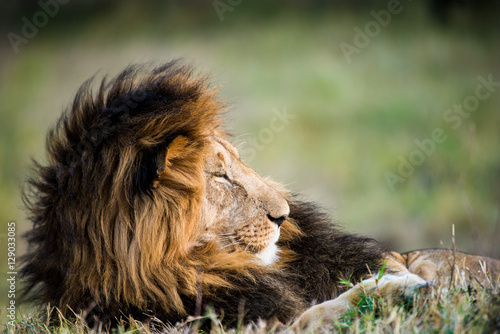 Wild male lion resting photo