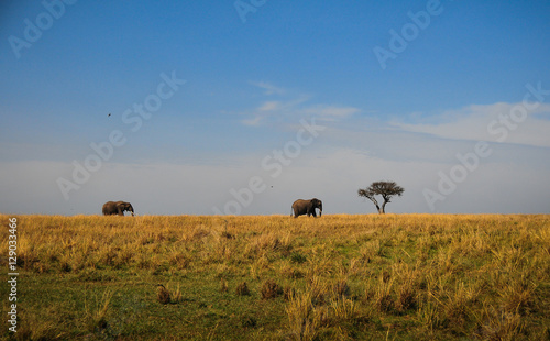 Wild elephants in the savannah