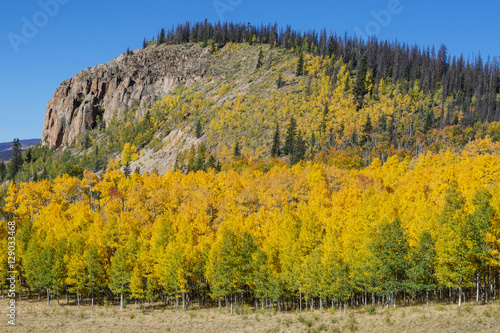Bright yellow blanket of fall Aspens in Colorado