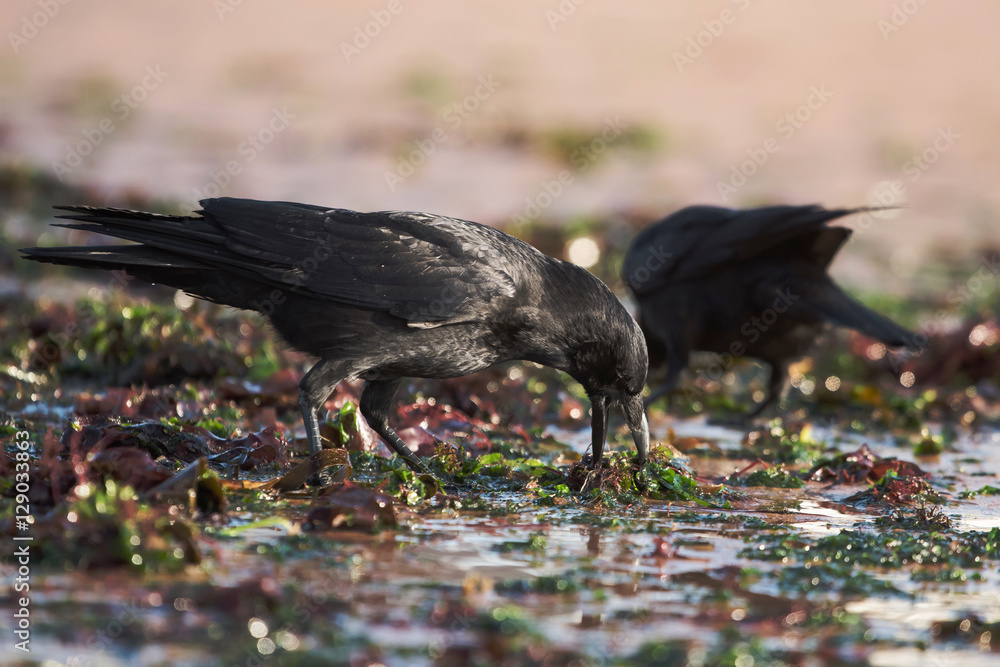 Obraz premium Carrion Crow, Crow, Corvus Corone