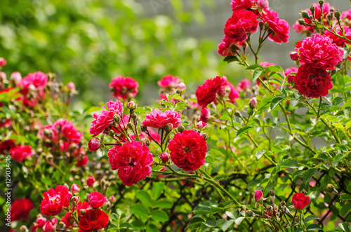 Garden with fresh red roses, floral natural background