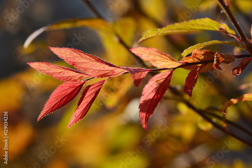 Beautiful branch with red autumn leaves