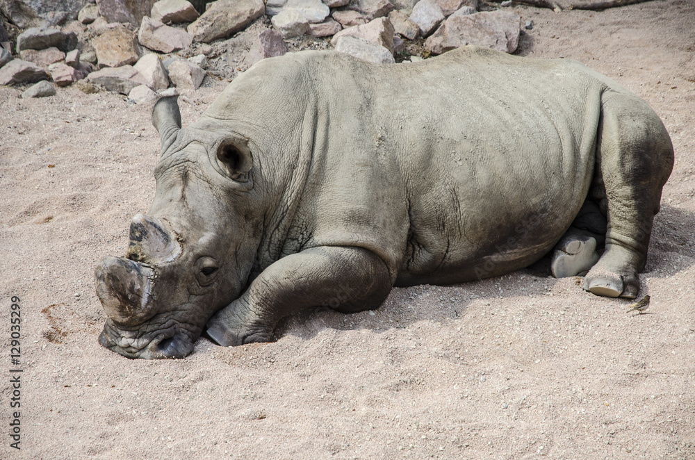 Rhinoceros of Serengeti on Zoom Biopark in Cumiana, Italy Rhinoceros of Serengeti on Zoom Biopark in Cumiana, Italy