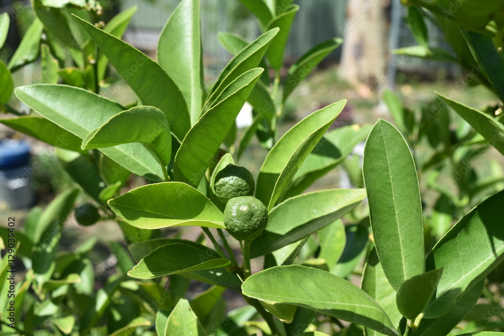 Obraz premium Lime tree with fruits closeup