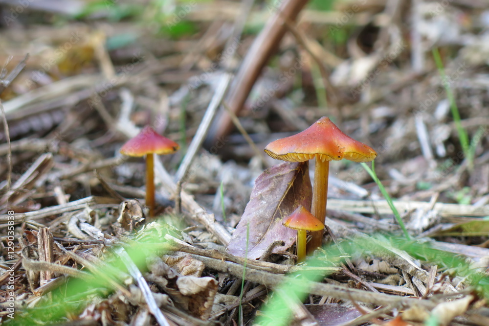 Funghi Funghi
