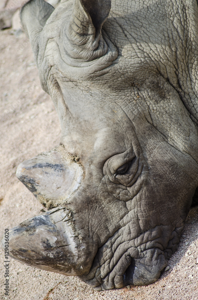 Fototapeta premium Rhinoceros of Serengeti on Zoom Biopark in Cumiana, Italy