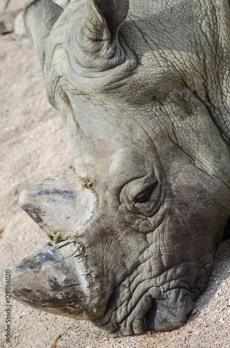  Rhinoceros of Serengeti on Zoom Biopark in Cumiana, Italy