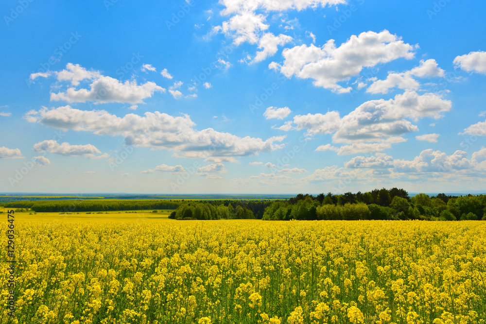 Field of rape in spring countryside