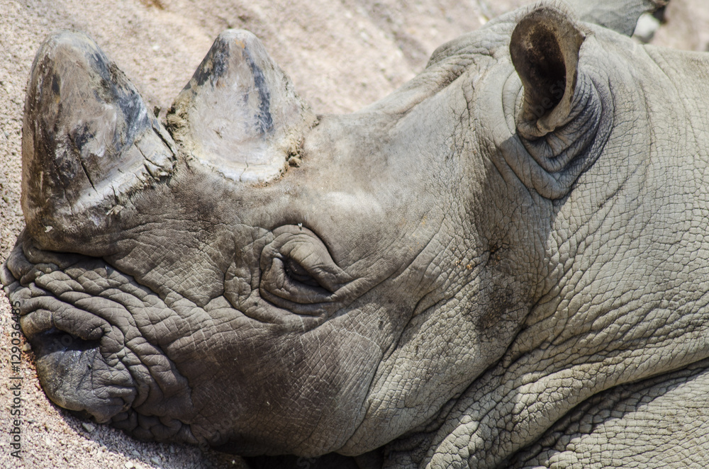 Fototapeta premium Rhinoceros of Serengeti on Zoom Biopark in Cumiana, Italy
