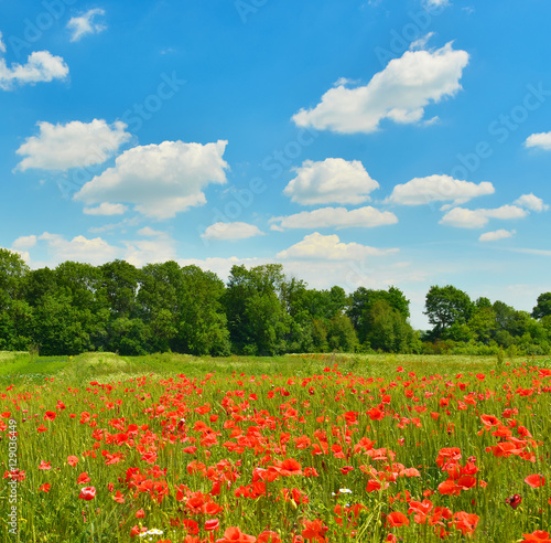 Poppy field in summer countryside
