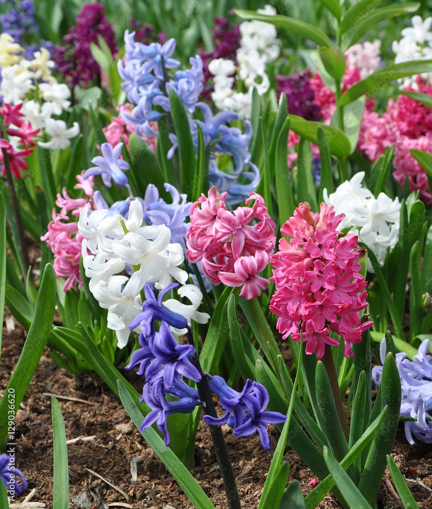 Artistic Hyacinth Vine Picture in 4K Artistic Hyacinth Vine Picture in 4K