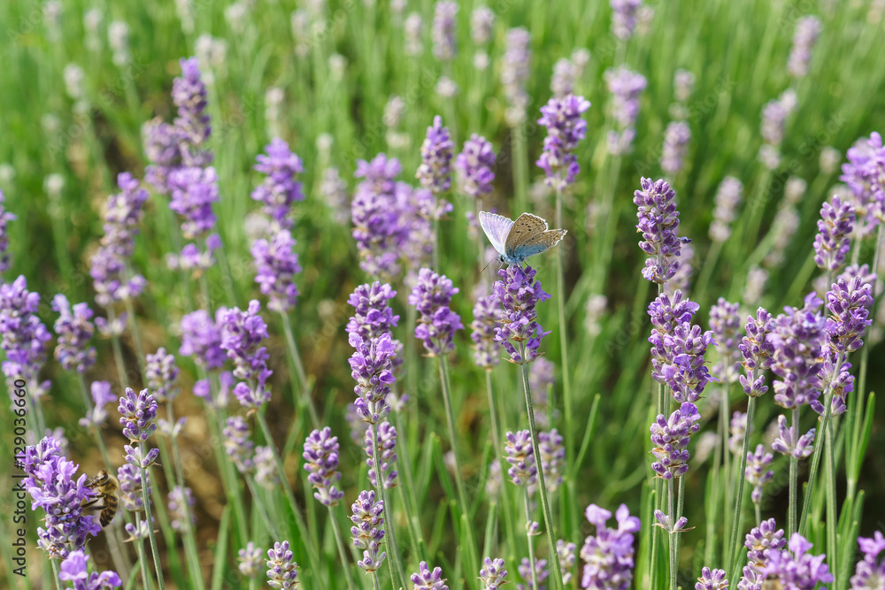 Obraz premium Butterfly Polyommatus Icarus (lat. Polyommatus icarus) on blooming lavender (lat. Lavandula)