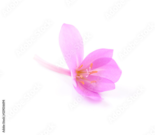 Autumn crocus (colchicum) autumnale flower isolated on white