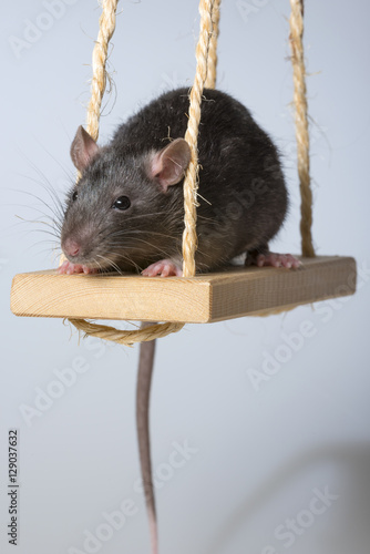 a cute little rat on a swing