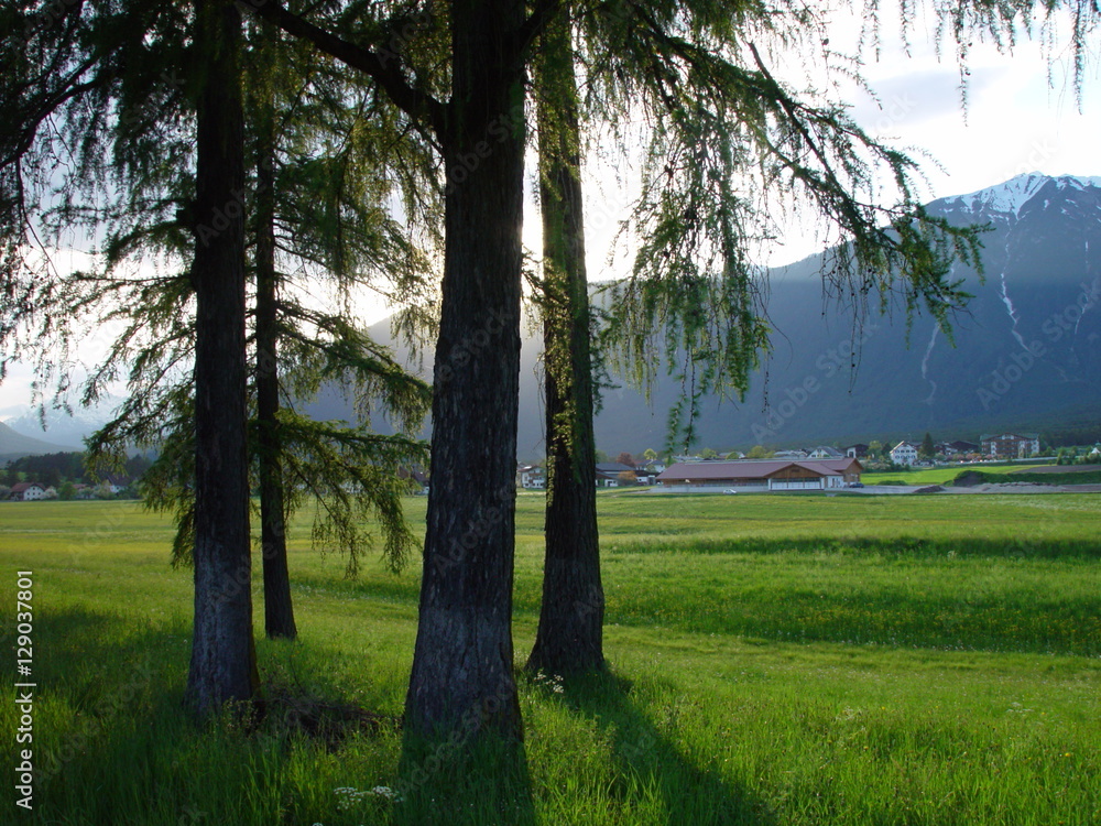 Nadelbäume auf Wiese mit Gebirge im Hintergrund Nadelbäume auf Wiese mit Gebirge im Hintergrund