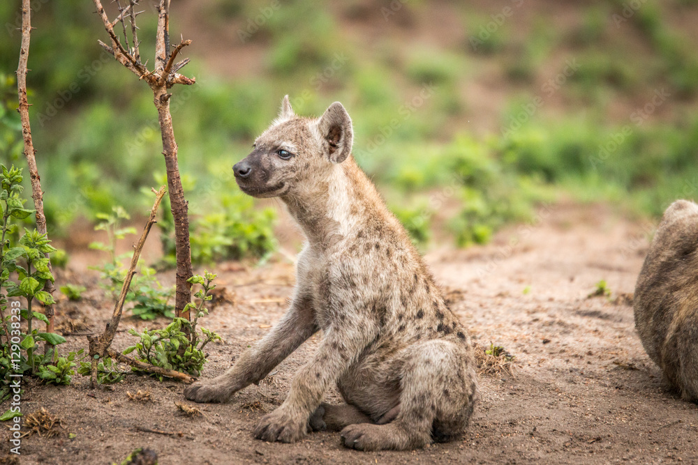 Starring baby Spotted hyena in the Kruger National Park, South A Starring baby Spotted hyena in the Kruger National Park, South A
