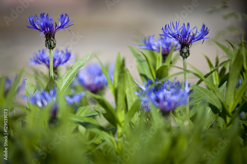 Field of cornflowers with shallow dof