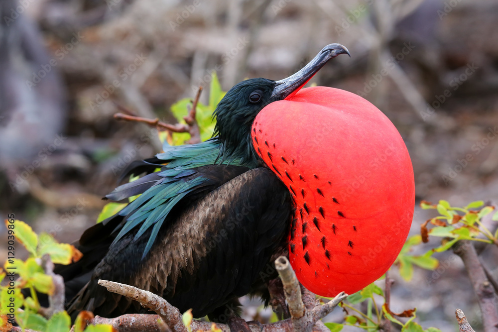 Fototapeta premium Male Great Frigatebird on Genovesa Island, Galapagos National Pa