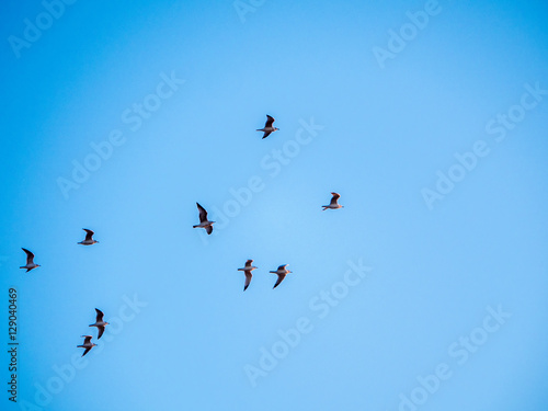 Seagulls in glight in blue sky