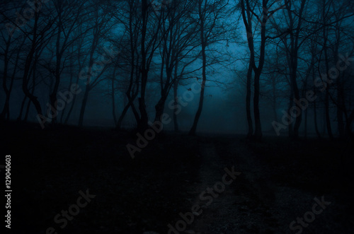 Foggy forest at night
