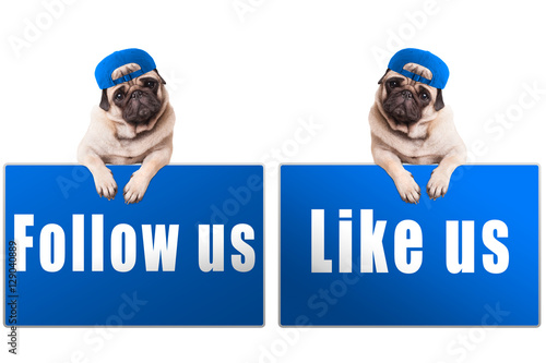 pug puppy dog with follow us and like us sign and wearing blue cap, islolated on white background