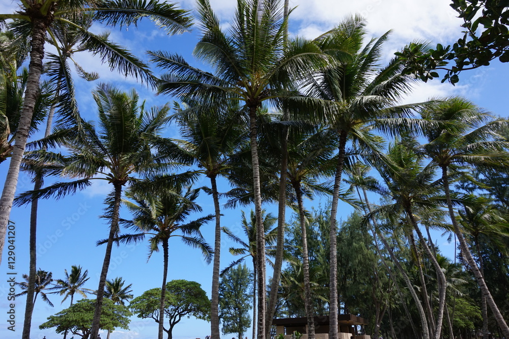 Obraz premium Hawaii Palm trees
