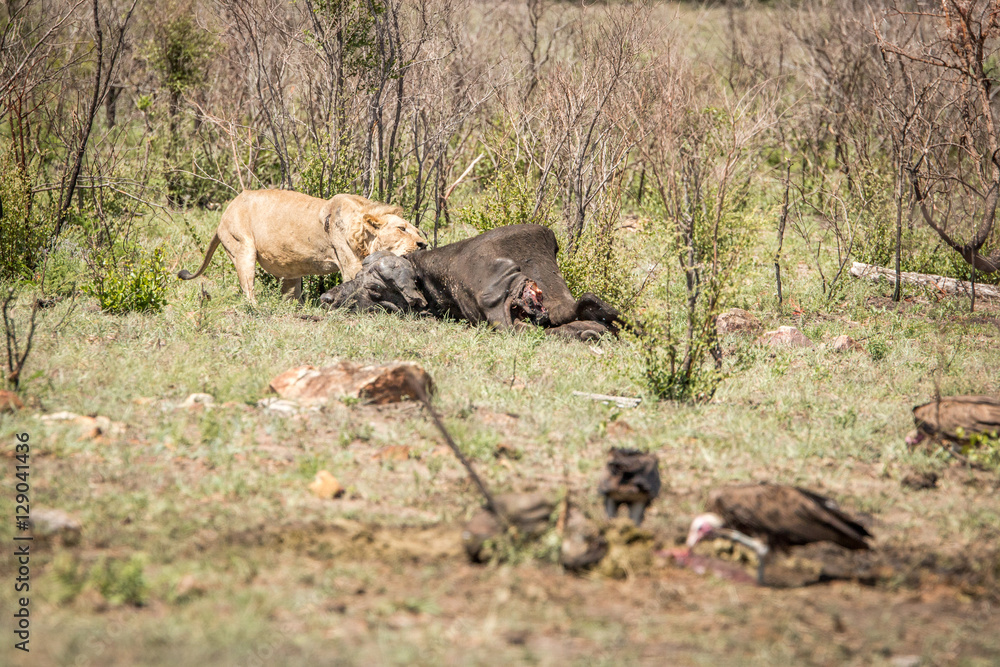 Lion eating in the Kruger National Park, South Africa. Lion eating in the Kruger National Park, South Africa.
