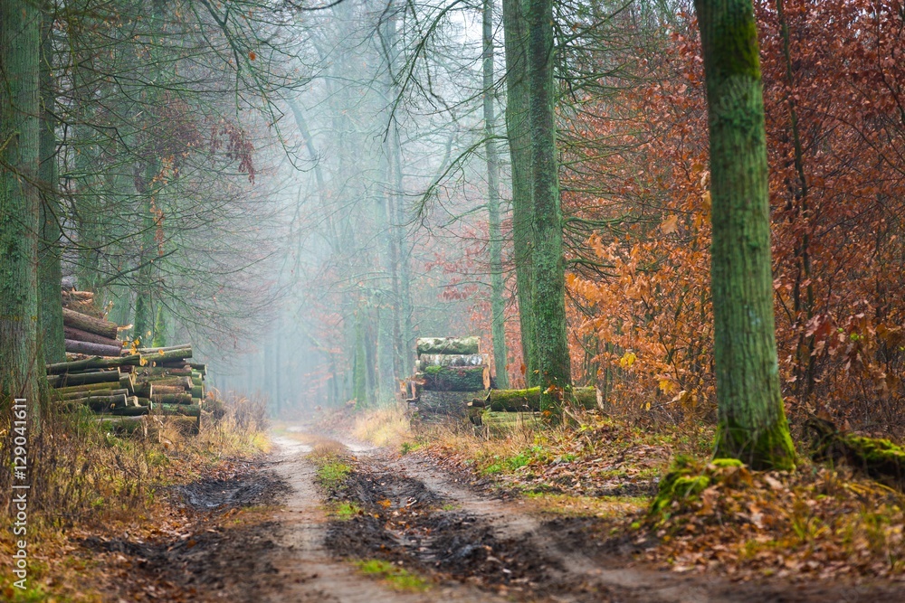 Fototapeta premium Fall forest with beautiful colors and sandy road