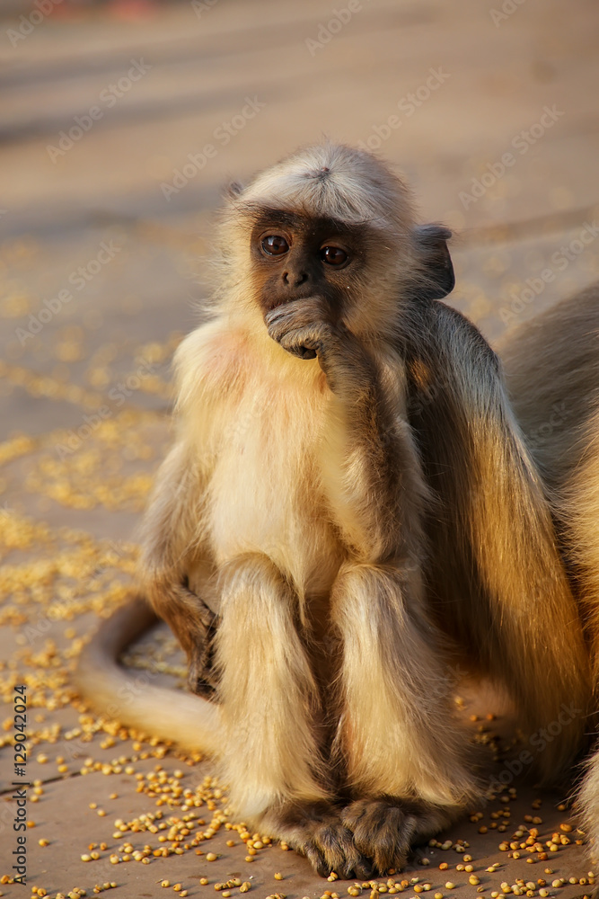 Fototapeta premium Baby gray langur sitting in Amber Fort near Jaipur, Rajasthan, I