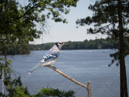 Blue Jay on tree stump overlooking lake