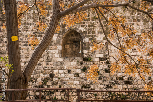 Fruit growing near the walls of the old city of Jerusalem with a turret in the wall is viewable in the background