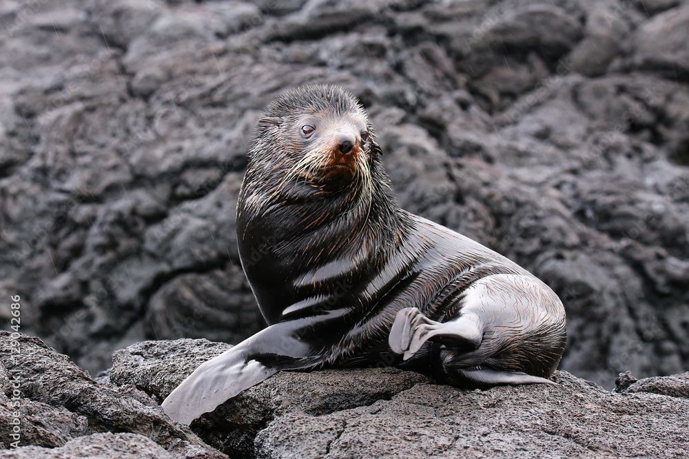 Fototapeta premium Galapagos fur sea lion on Santiago Island, Galapagos National Pa