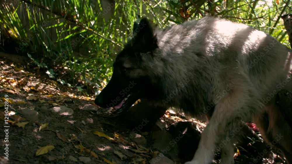 A silver shepherd dog runs across frame in slow motion. A silver shepherd dog runs across frame in slow motion.