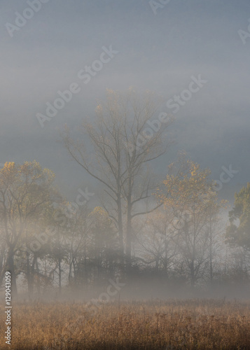 Foggy Valley Trees in Fall